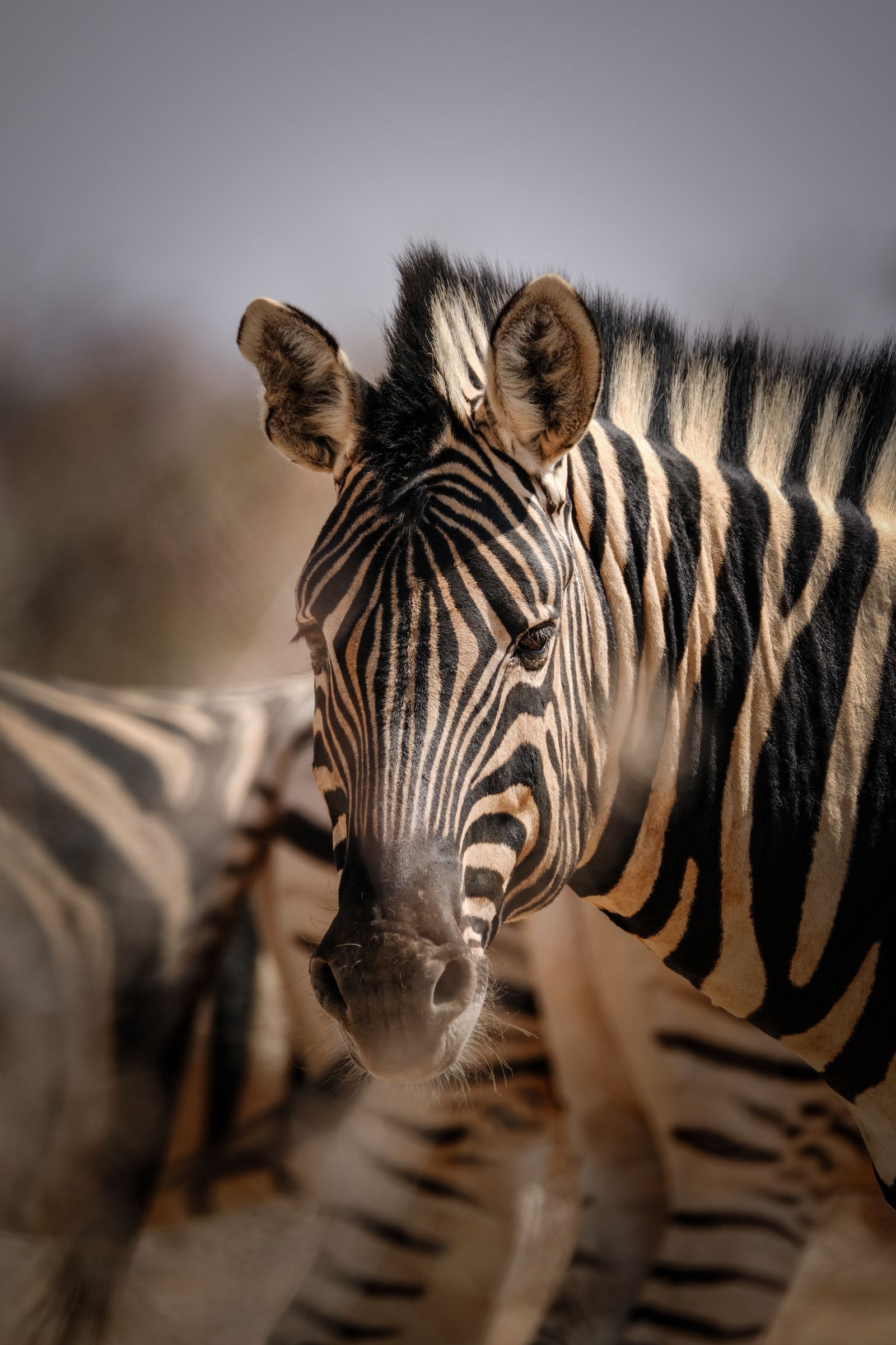 Kleine Safari
